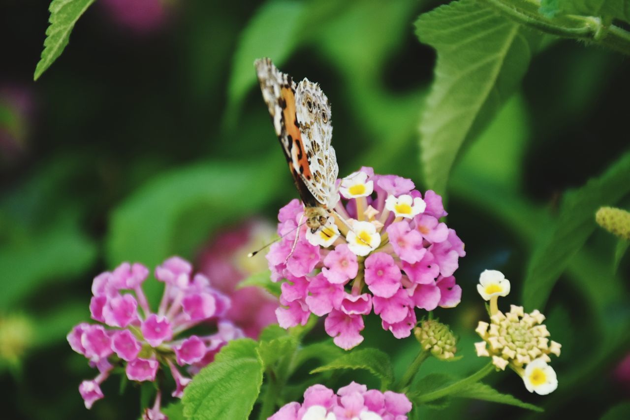 CLOSE-UP OF BUTTERFLY POLLINATING ON PINK FLOWERS