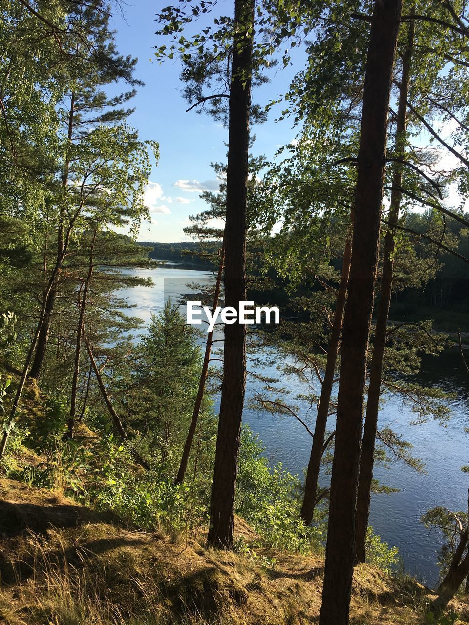 SCENIC VIEW OF LAKE IN FOREST