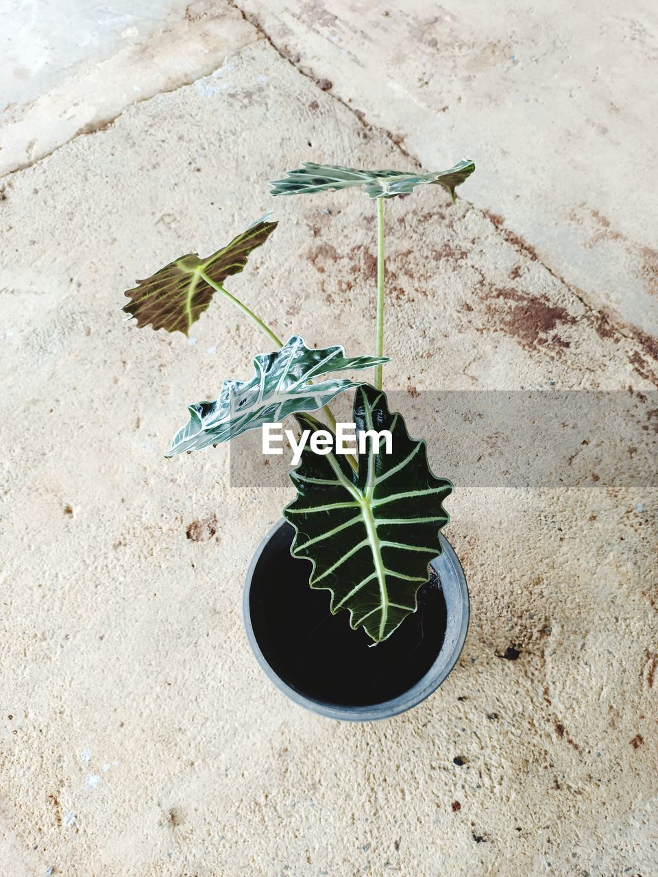 HIGH ANGLE VIEW OF POTTED PLANT ON SAND ON FIELD