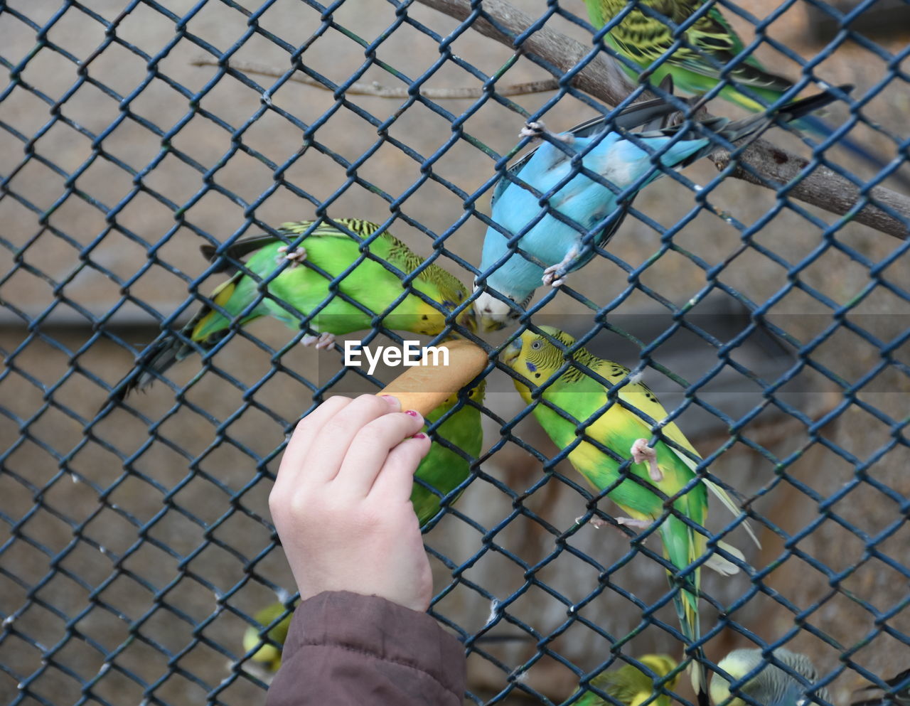 Cropped hand of person feeding macaws in cage