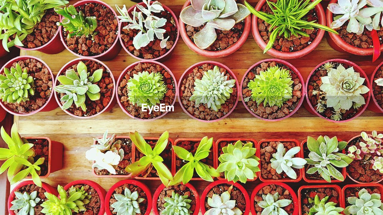 Directly above shot of potted cactus in row