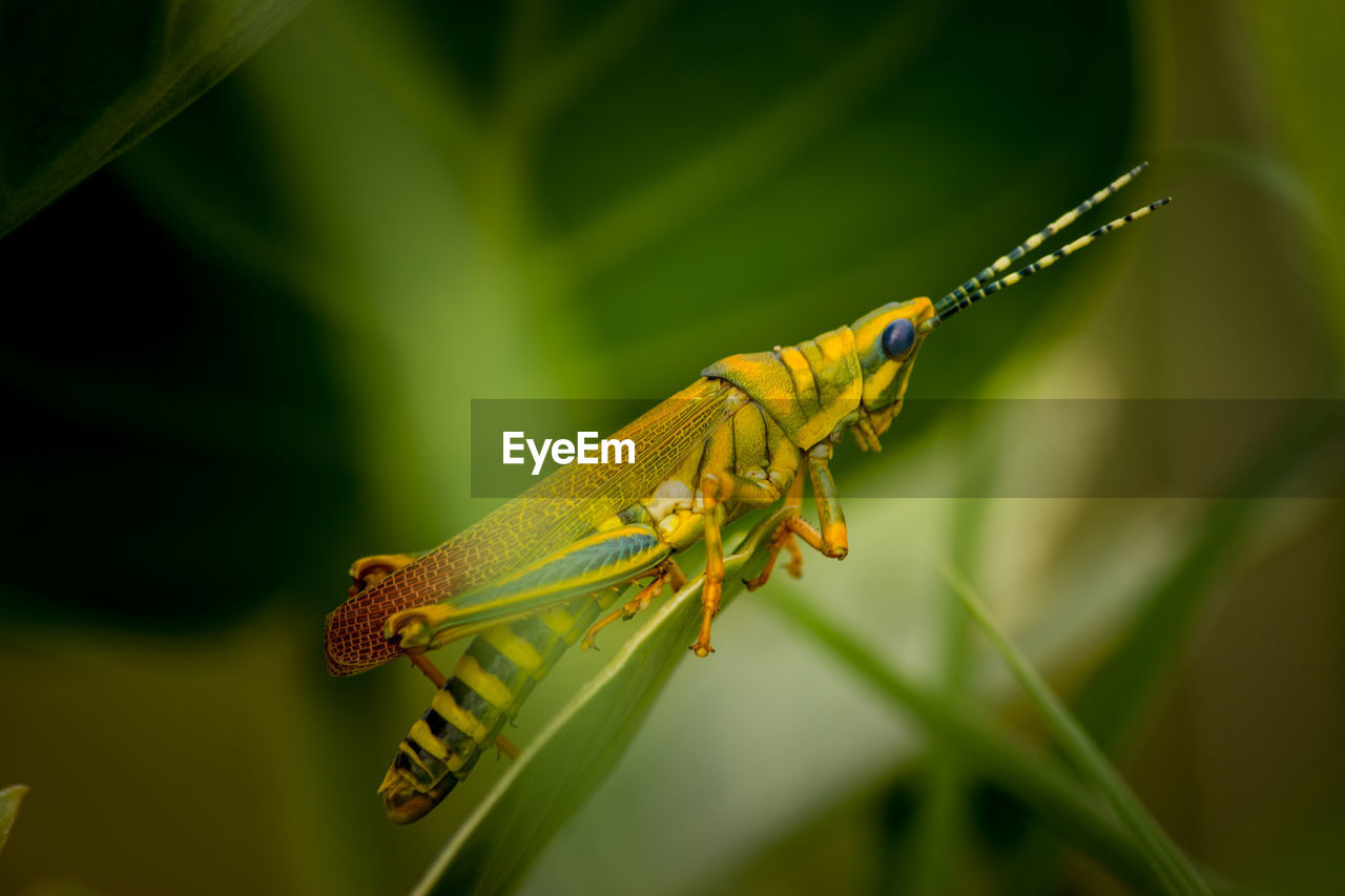 Close-up of insect on leaf