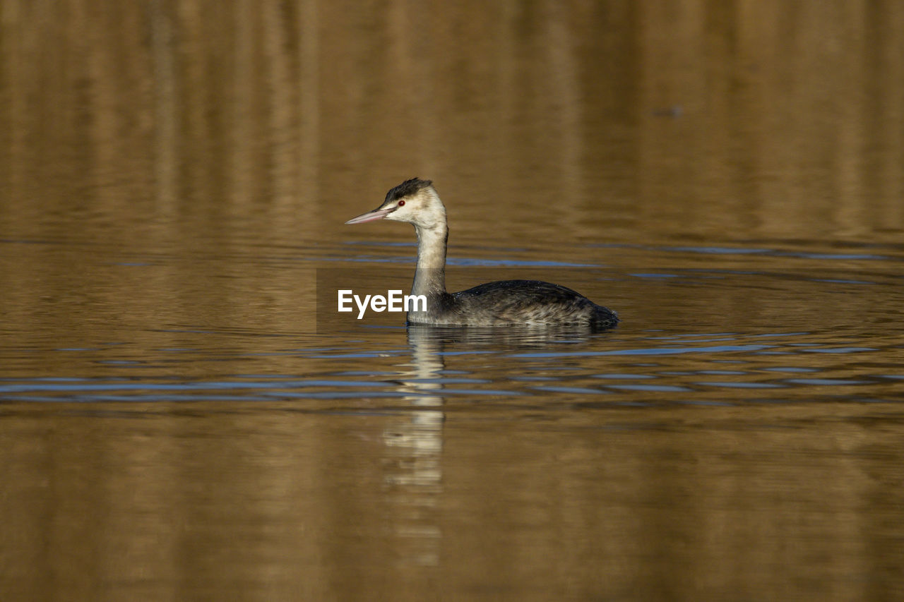 A great crested grebe, .with its crest retracted 