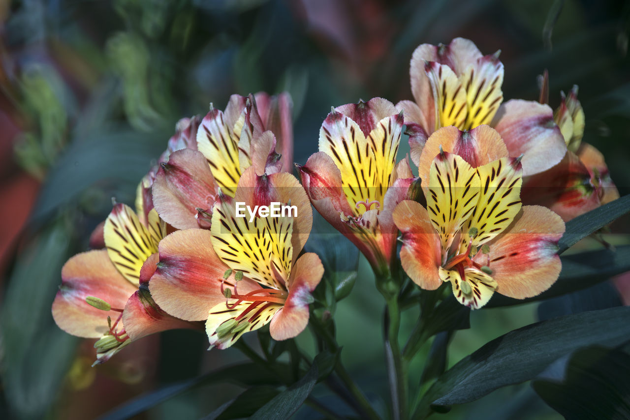 Close-up of yellow flowering plant