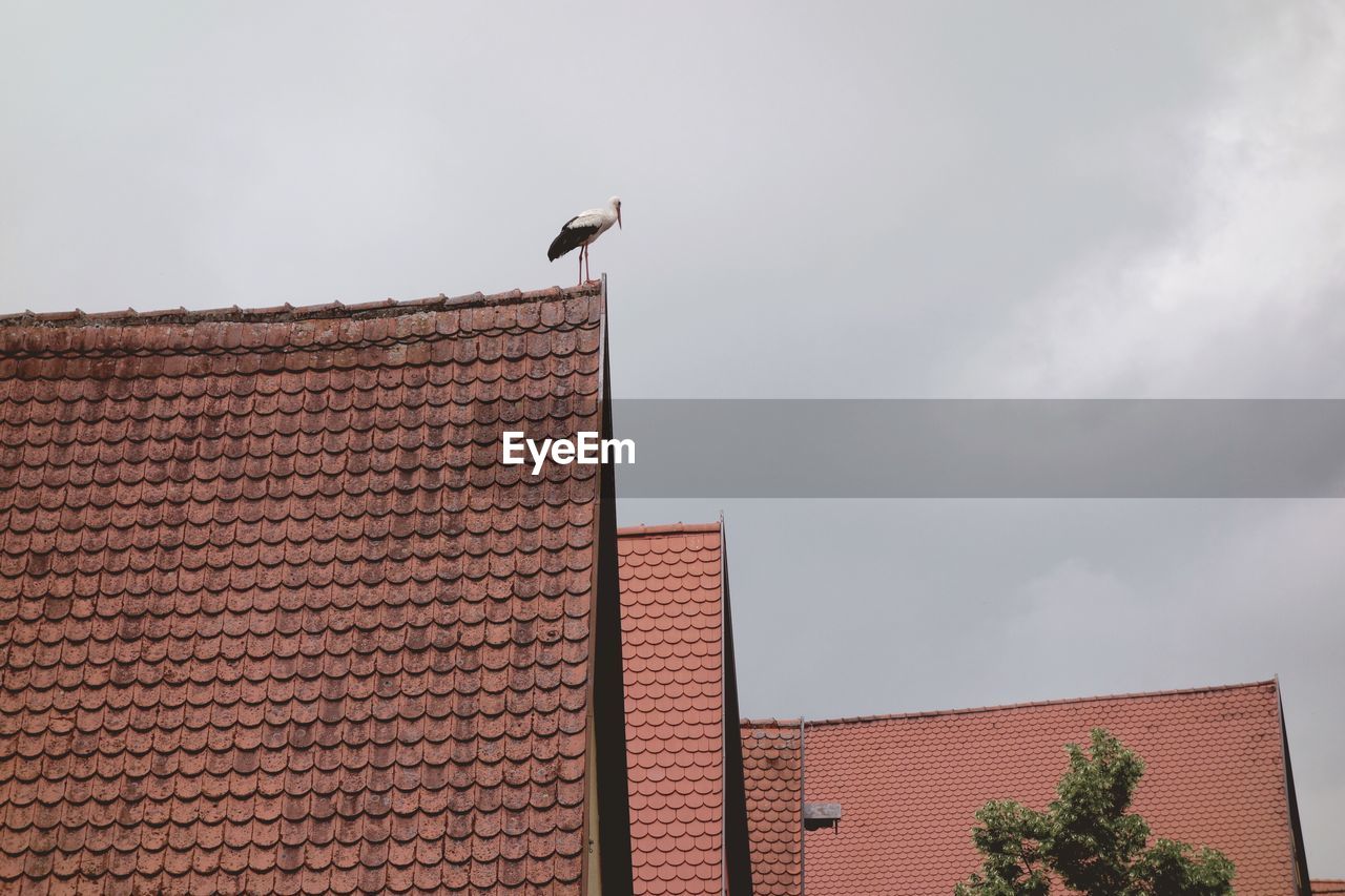 LOW ANGLE VIEW OF BIRD PERCHING ON BUILDING ROOF