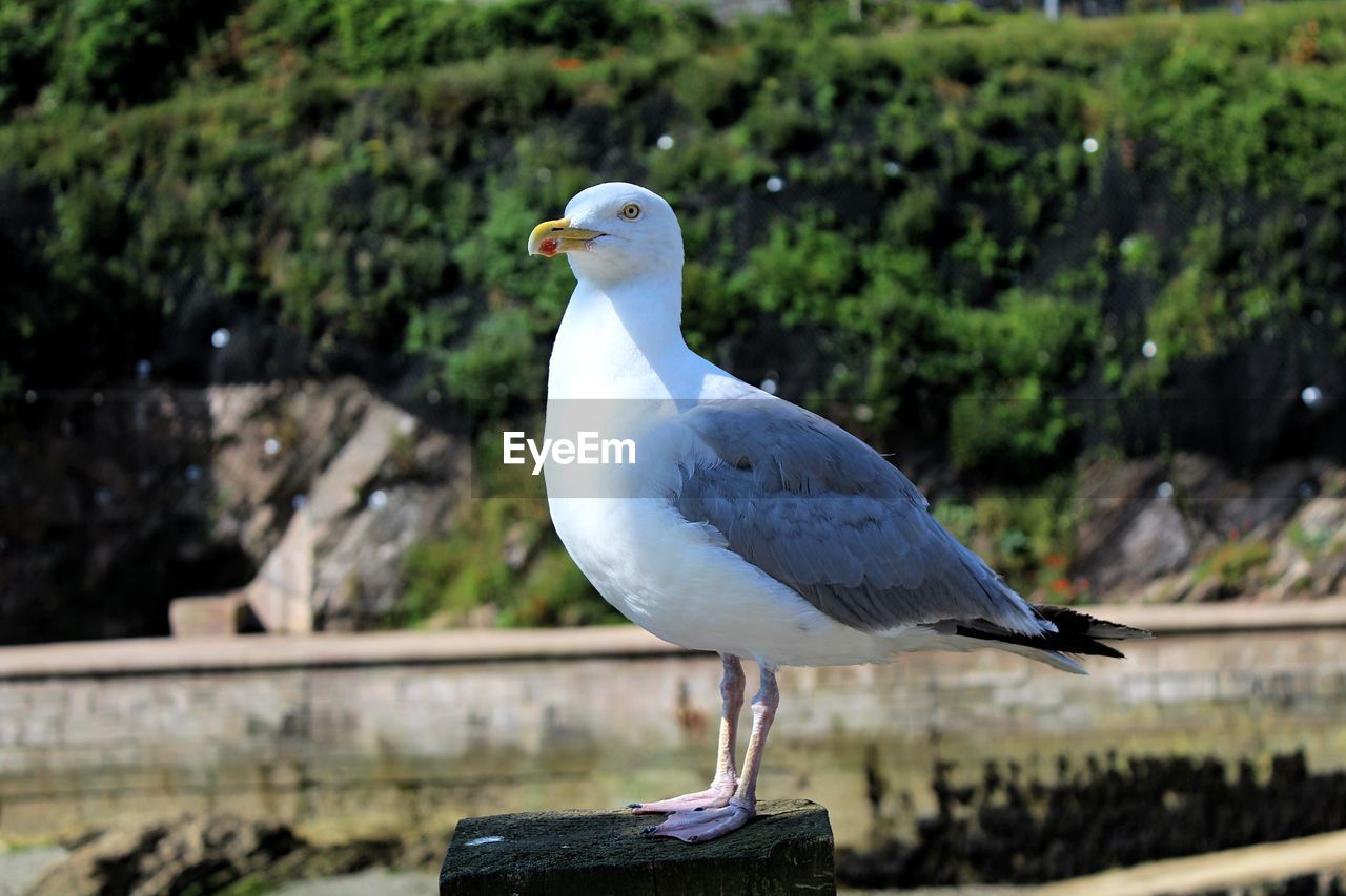 Seagull perching on retaining wall