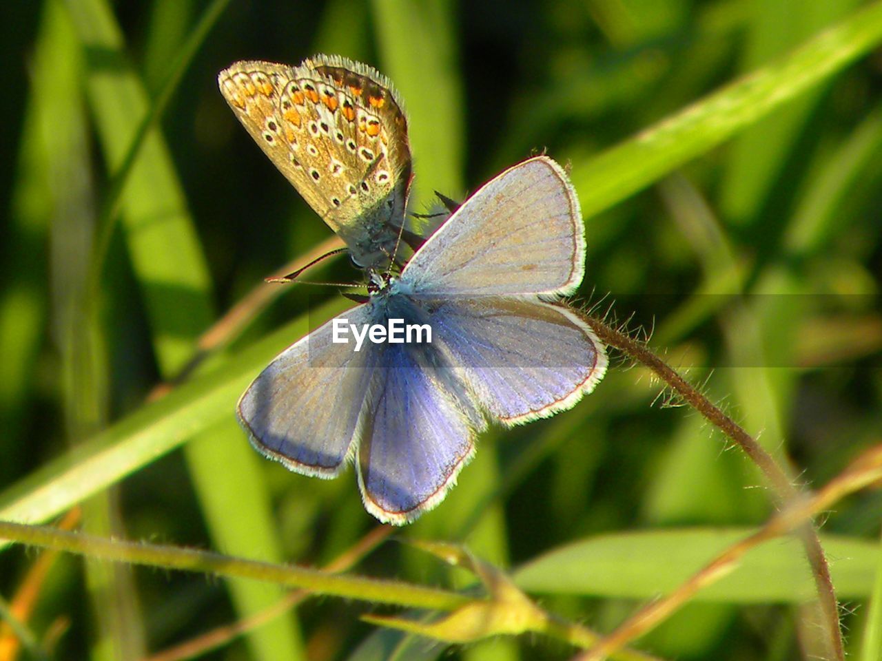 CLOSE-UP OF BUTTERFLY ON PLANT