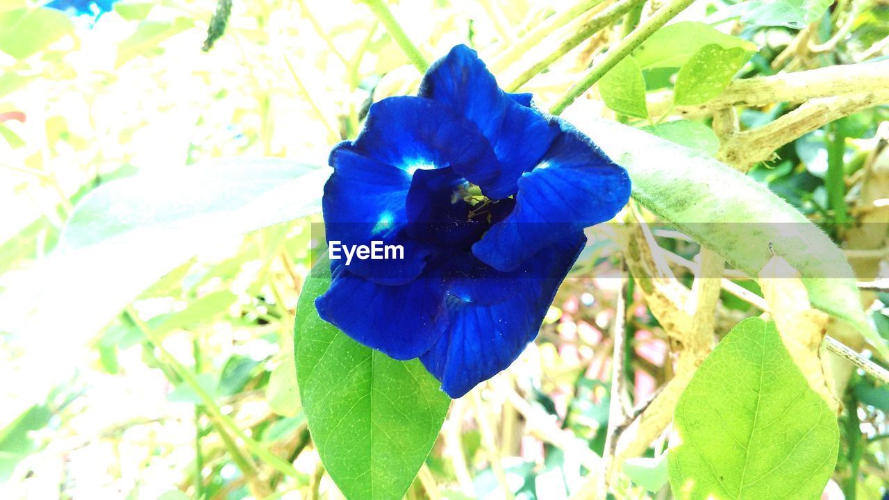 CLOSE-UP OF BLUE FLOWERS BLOOMING ON PLANT