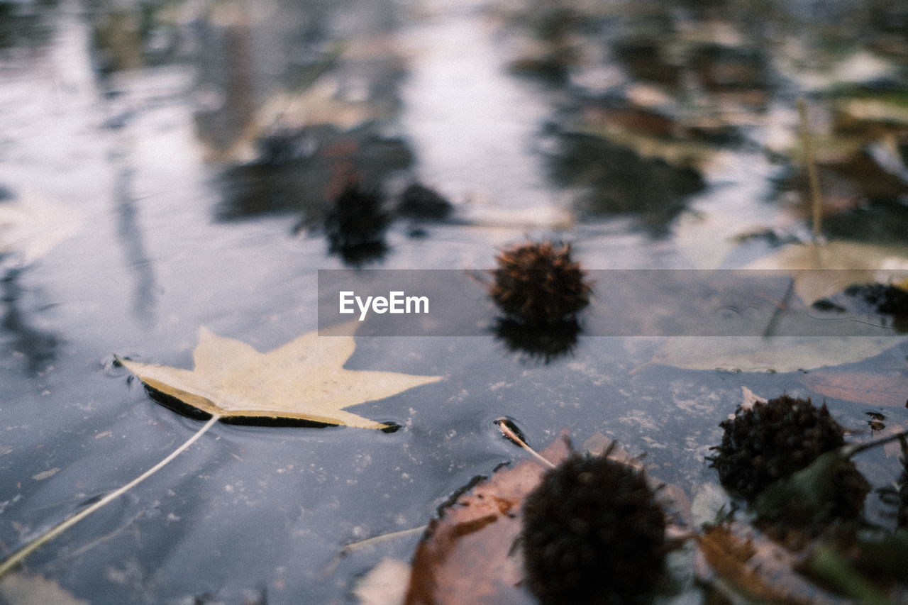 Close-up of autumn leaves