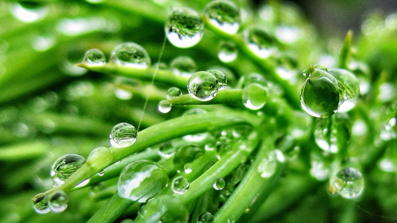 CLOSE-UP OF WATER DROPS ON LEAF