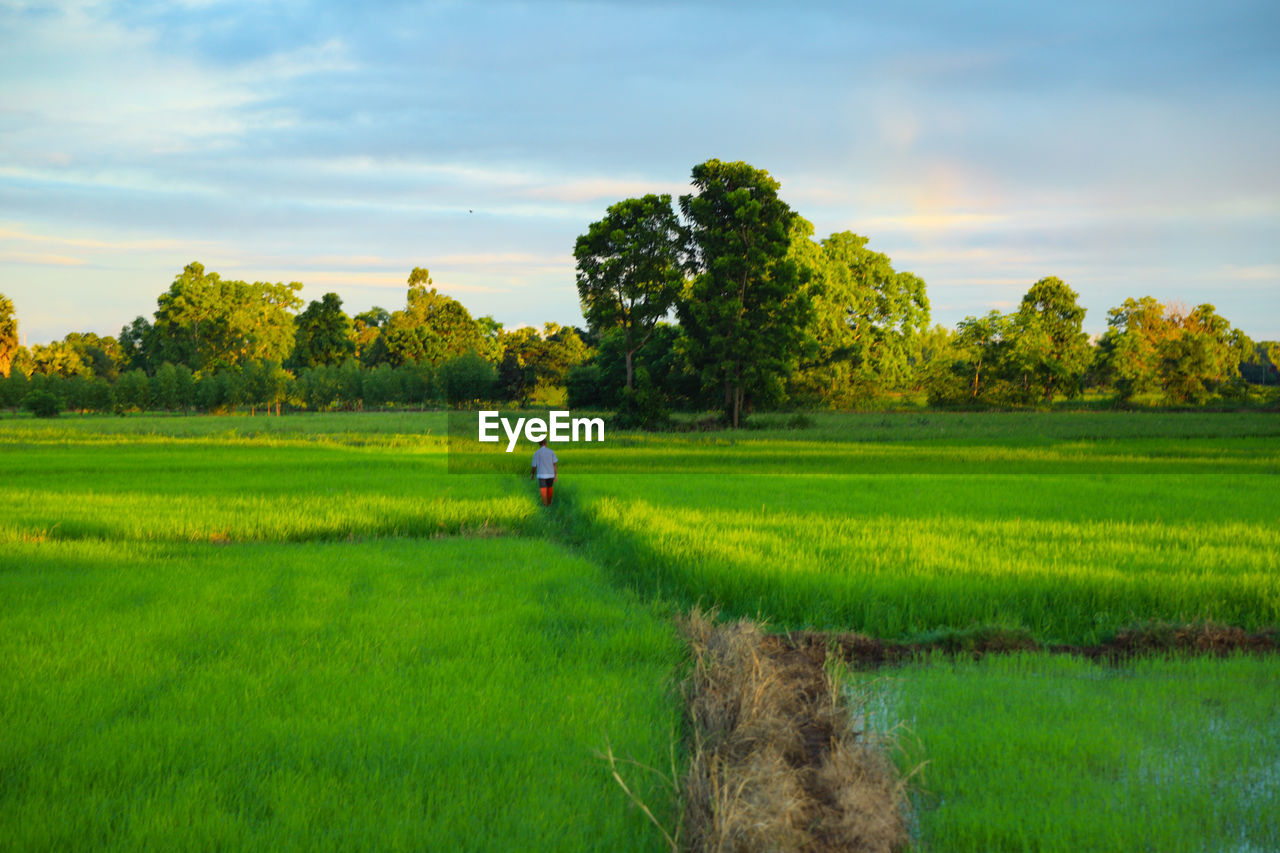 Scenic view of field against sky