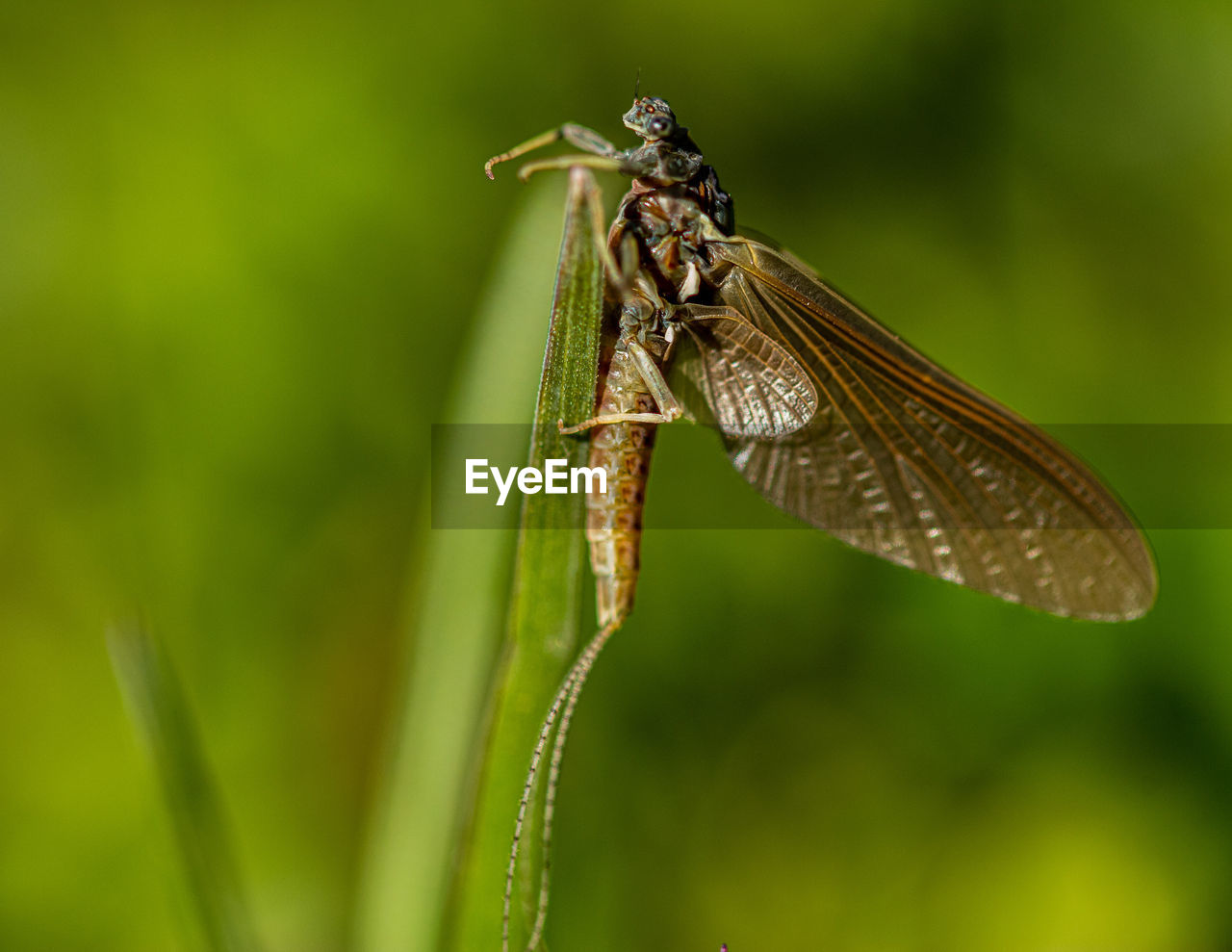 CLOSE-UP OF GRASSHOPPER