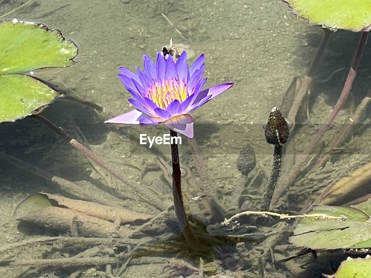 flower, flowering plant, plant, beauty in nature, nature, growth, freshness, fragility, flower head, petal, inflorescence, leaf, plant part, purple, close-up, day, water, high angle view, water lily, no people, sunlight, outdoors, lake, pollen, botany, wildflower