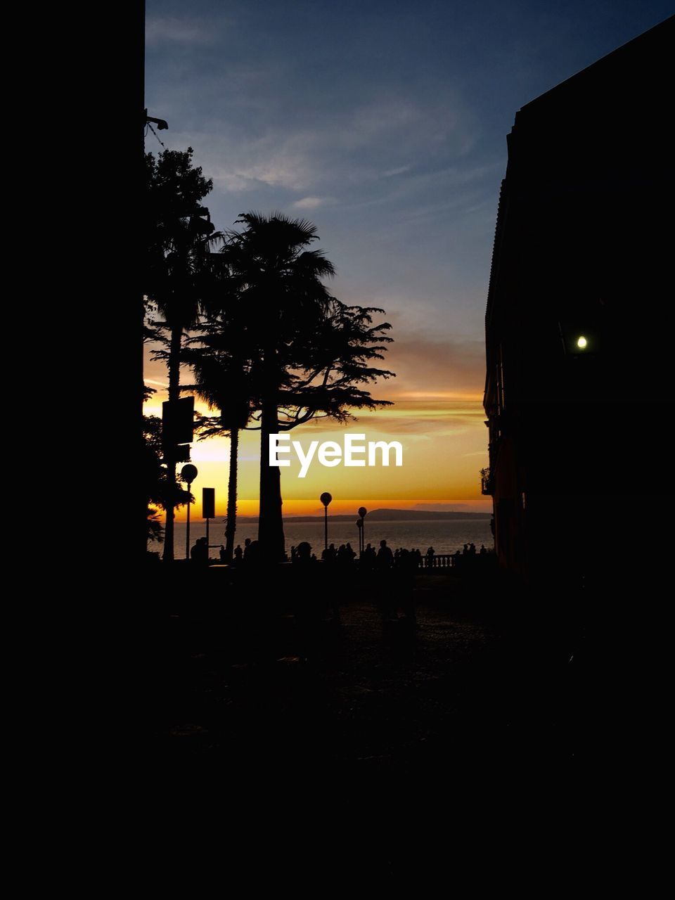 SILHOUETTE TREE ON BEACH AGAINST SKY DURING SUNSET