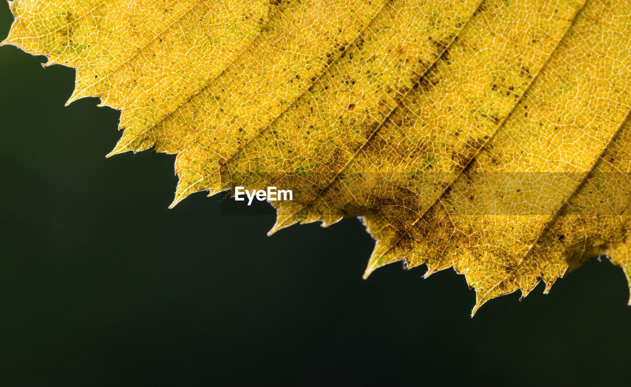 Close-up of yellow leaf on tree during autumn