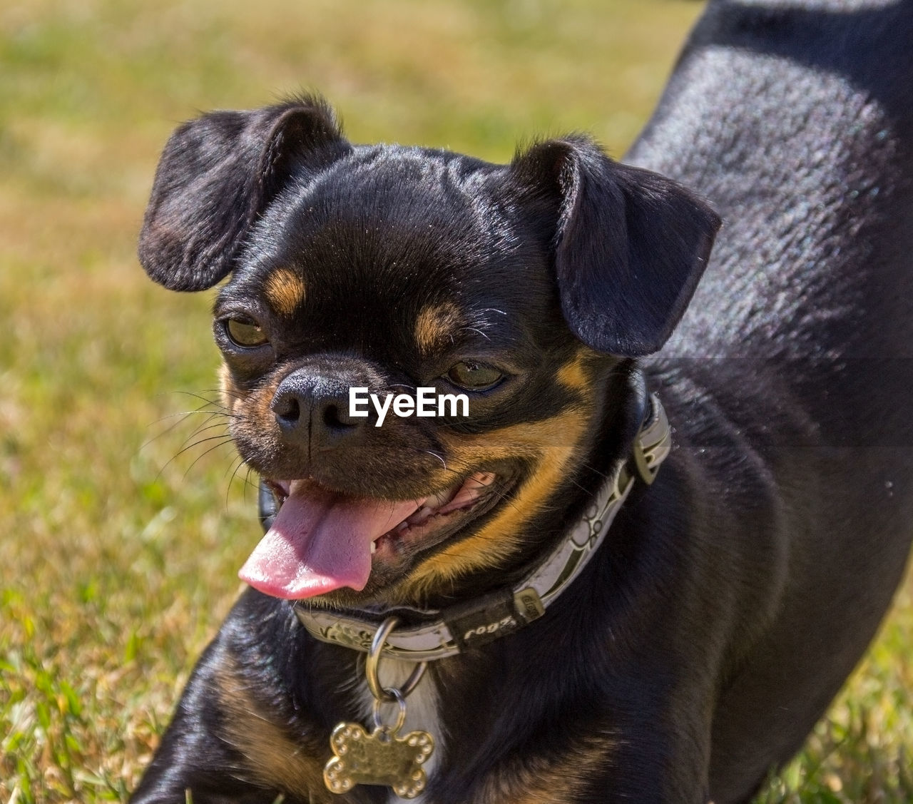 CLOSE-UP PORTRAIT OF DOG OUTDOORS