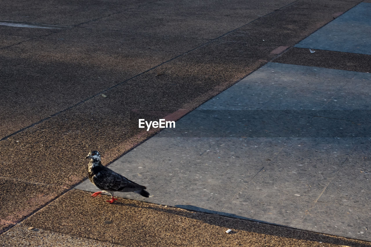 HIGH ANGLE VIEW OF BIRD ON FOOTPATH