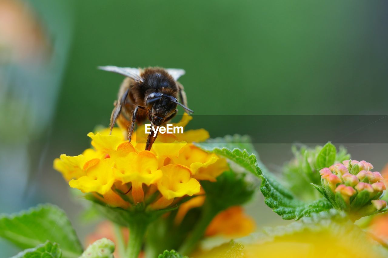 Close-up of honey bee pollinating on yellow lantana camara flower