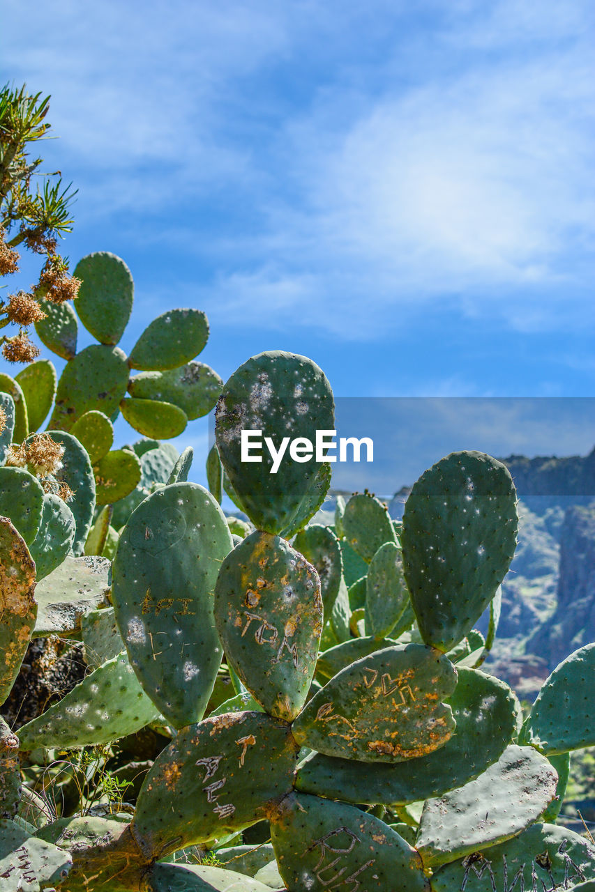 Low angle view of prickly pear cactus against sky