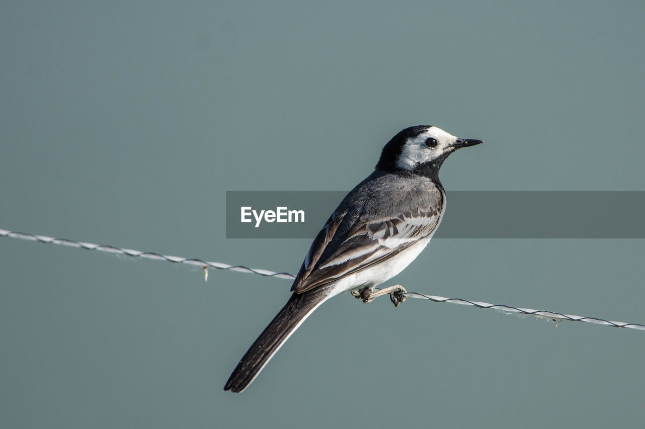 CLOSE-UP OF BIRD PERCHING ON POLE