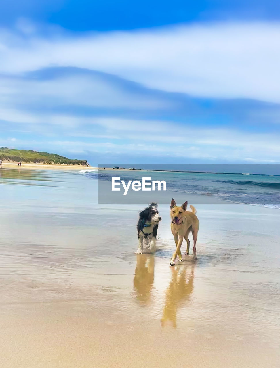 water, land, beach, sea, sky, body of water, shore, animal, mammal, animal themes, ocean, domestic animals, pet, nature, sand, coast, dog, one animal, beauty in nature, canine, cloud, wave, vacation, motion, scenics - nature, full length, walking, day, horizon, reflection, outdoors, adult, horizon over water, men, two people, tranquility, animal wildlife, blue, wind wave