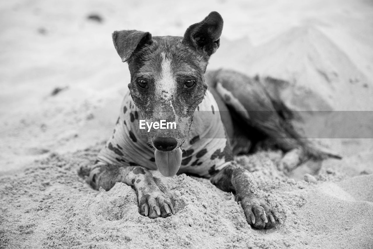 Portrait of stray dog relaxing on sand