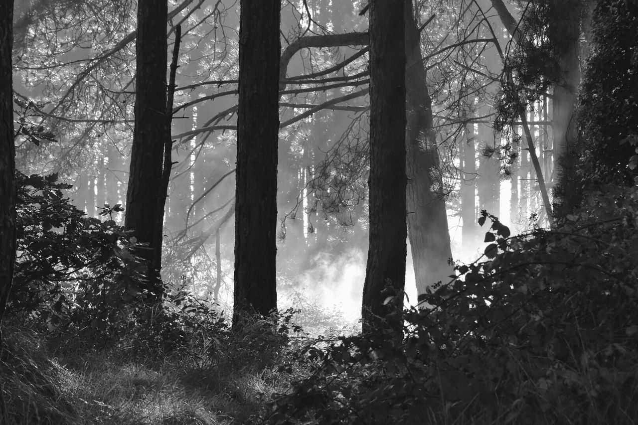 TREES ON COUNTRYSIDE LANDSCAPE