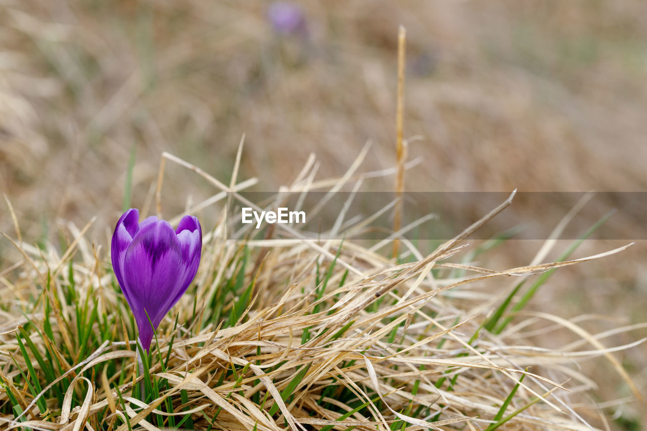 CLOSE-UP OF PURPLE CROCUS ON FIELD