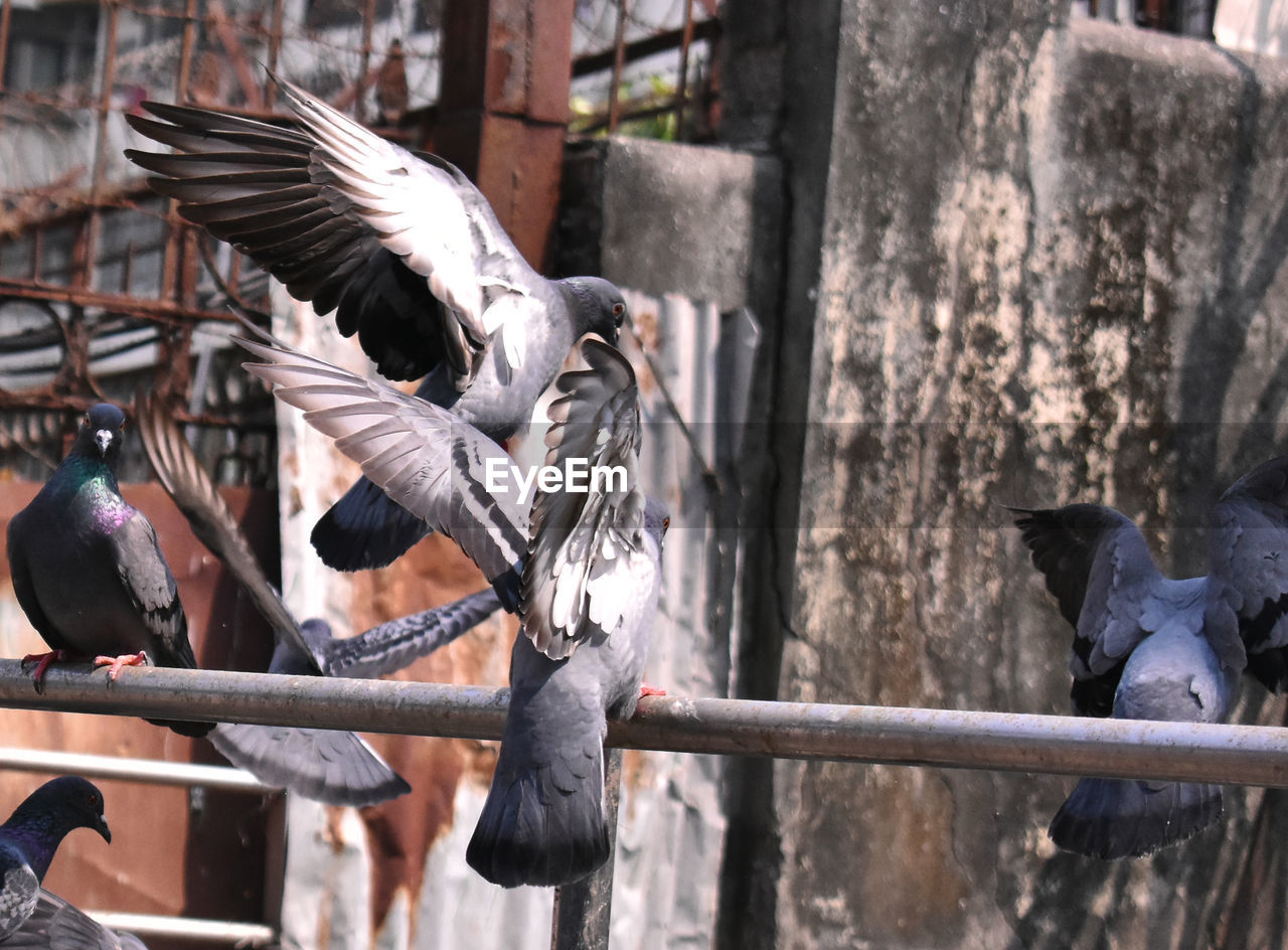 CLOSE-UP OF PIGEON FLYING OVER RAILING