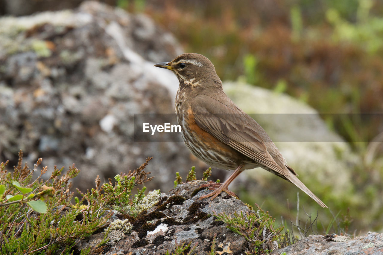 Close-up of bird perching on rock