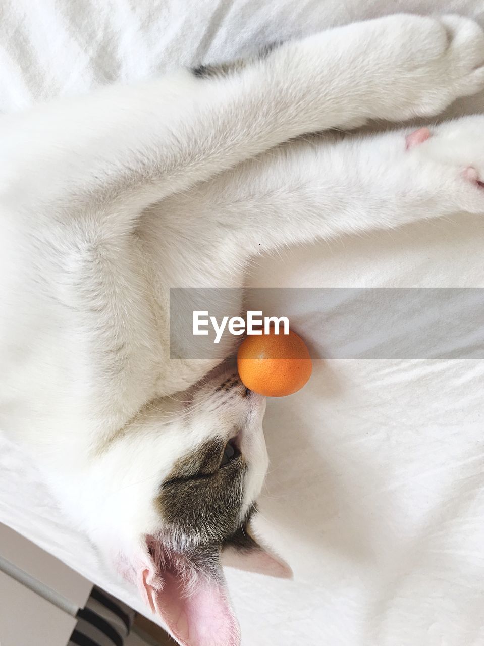 HIGH ANGLE VIEW OF A CAT ON WHITE