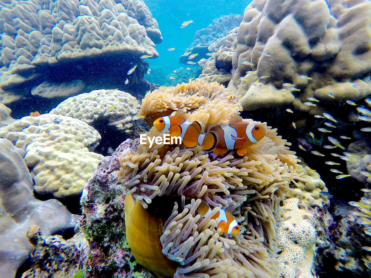 CLOSE-UP OF FISH UNDERWATER