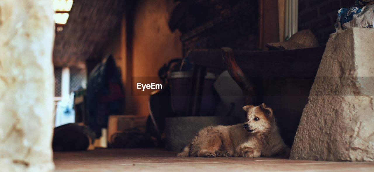 Portrait of dog sitting on floor