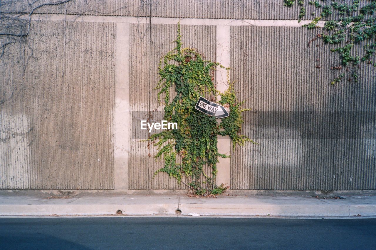 Ivy growing on wall in city