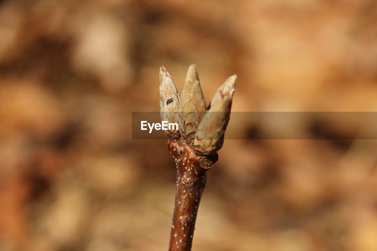 CLOSE-UP OF WILTED PLANT
