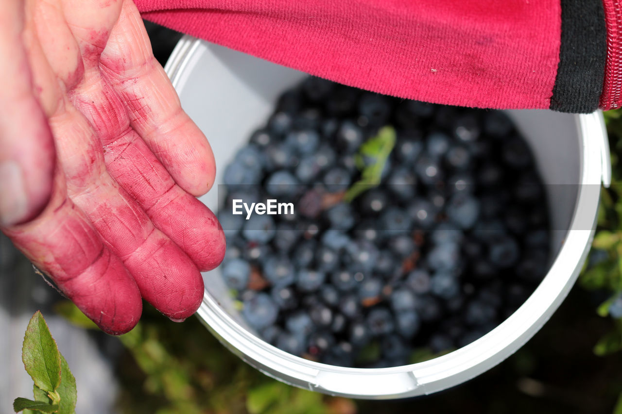 Close-up of hand holding fruit