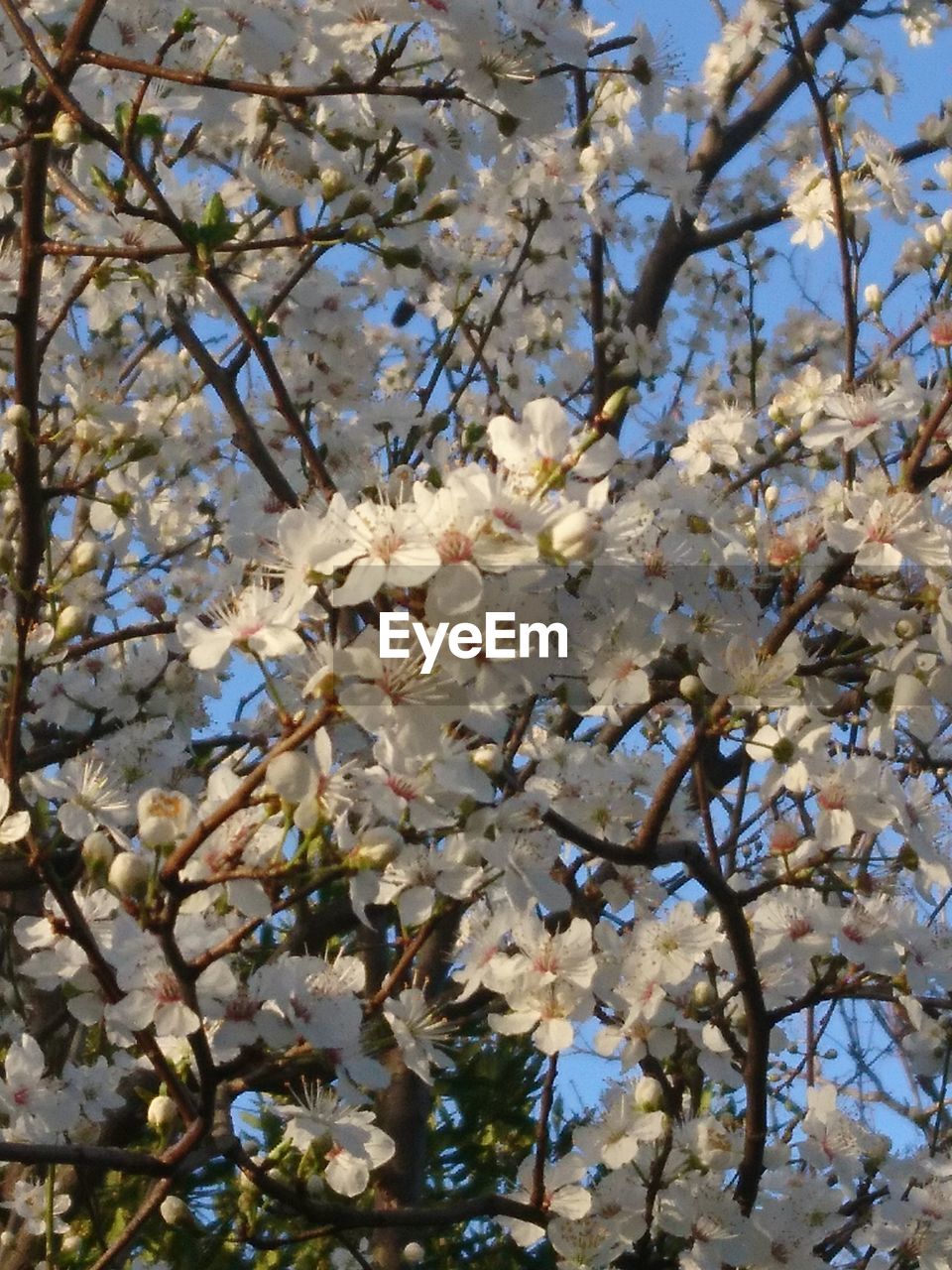 CLOSE-UP OF CHERRY BLOSSOM TREE