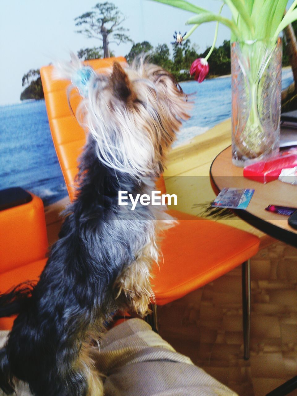 Close-up of dog in boat