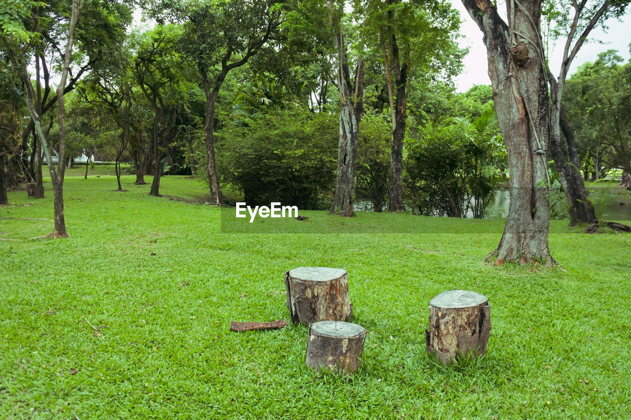 View of trees in park
