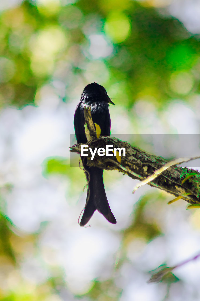 LOW ANGLE VIEW OF A BIRD PERCHING ON BRANCH