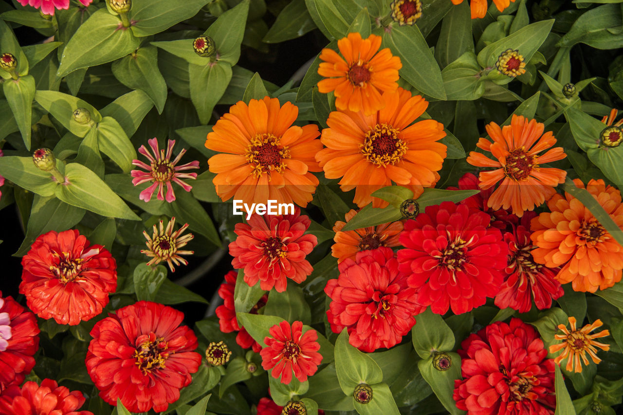 CLOSE-UP OF RED FLOWERING PLANTS