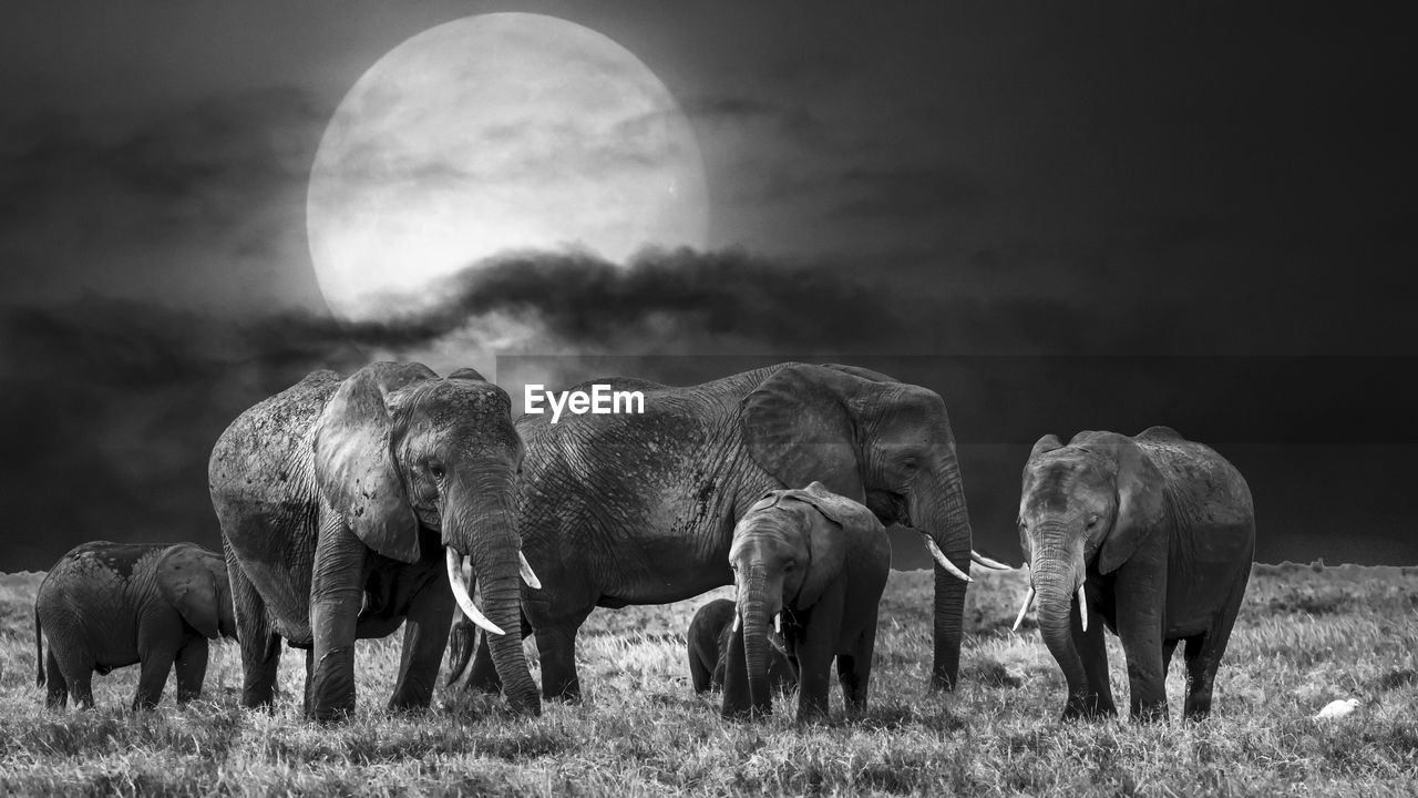 Elephants on field against sky