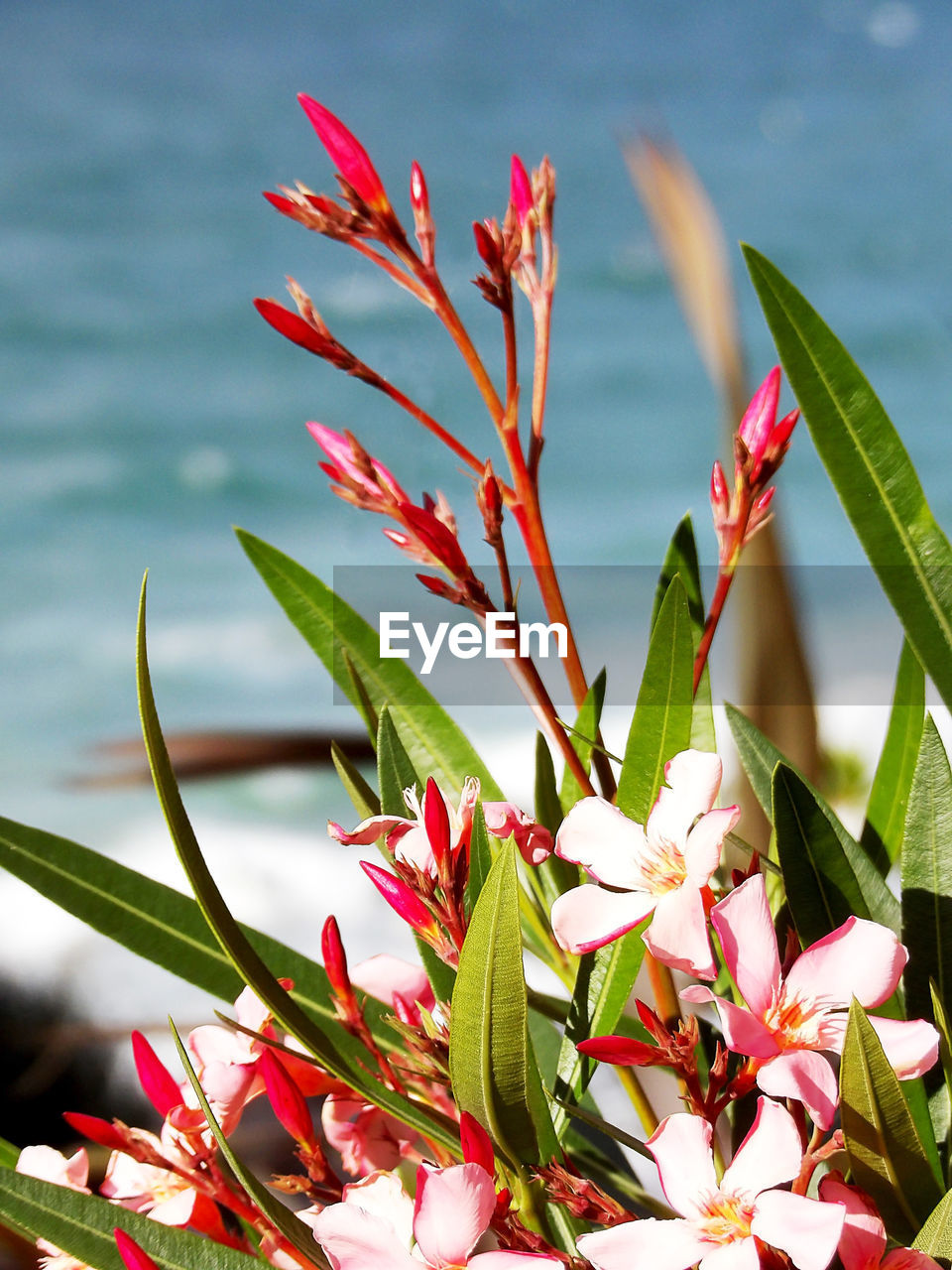 Close-up of coastal pink flowering beauty plant against sea background