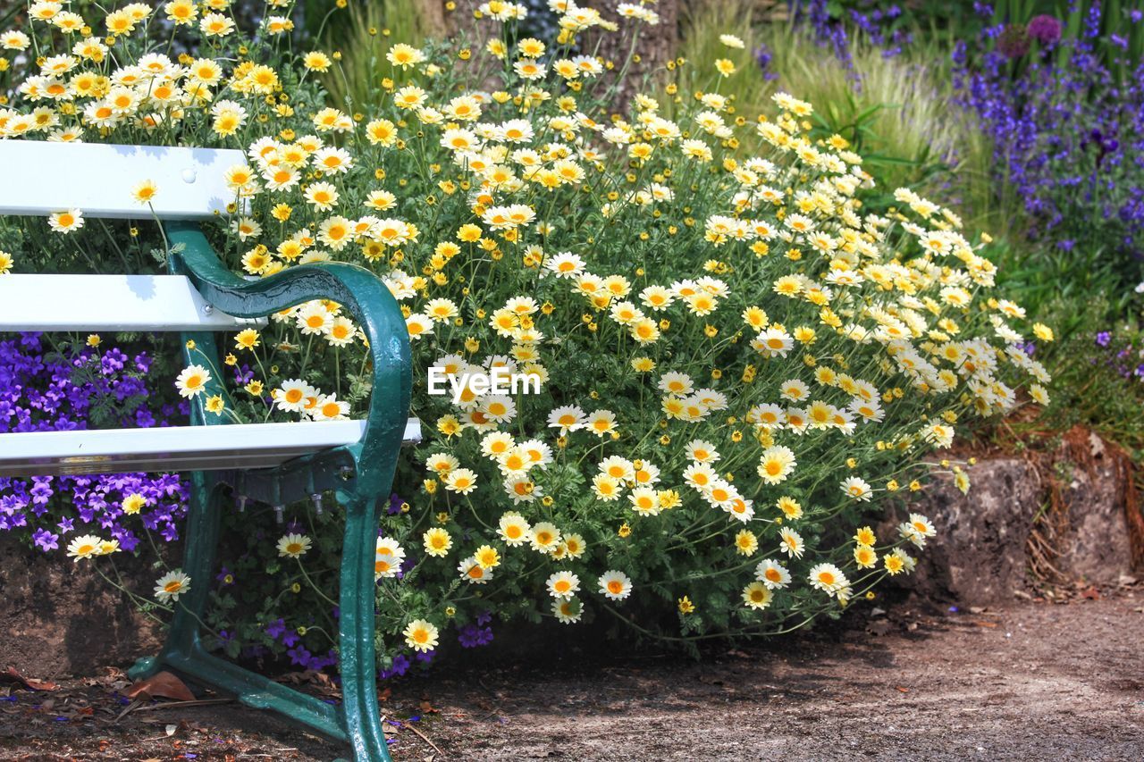 Yellow daisies in a park near a bench