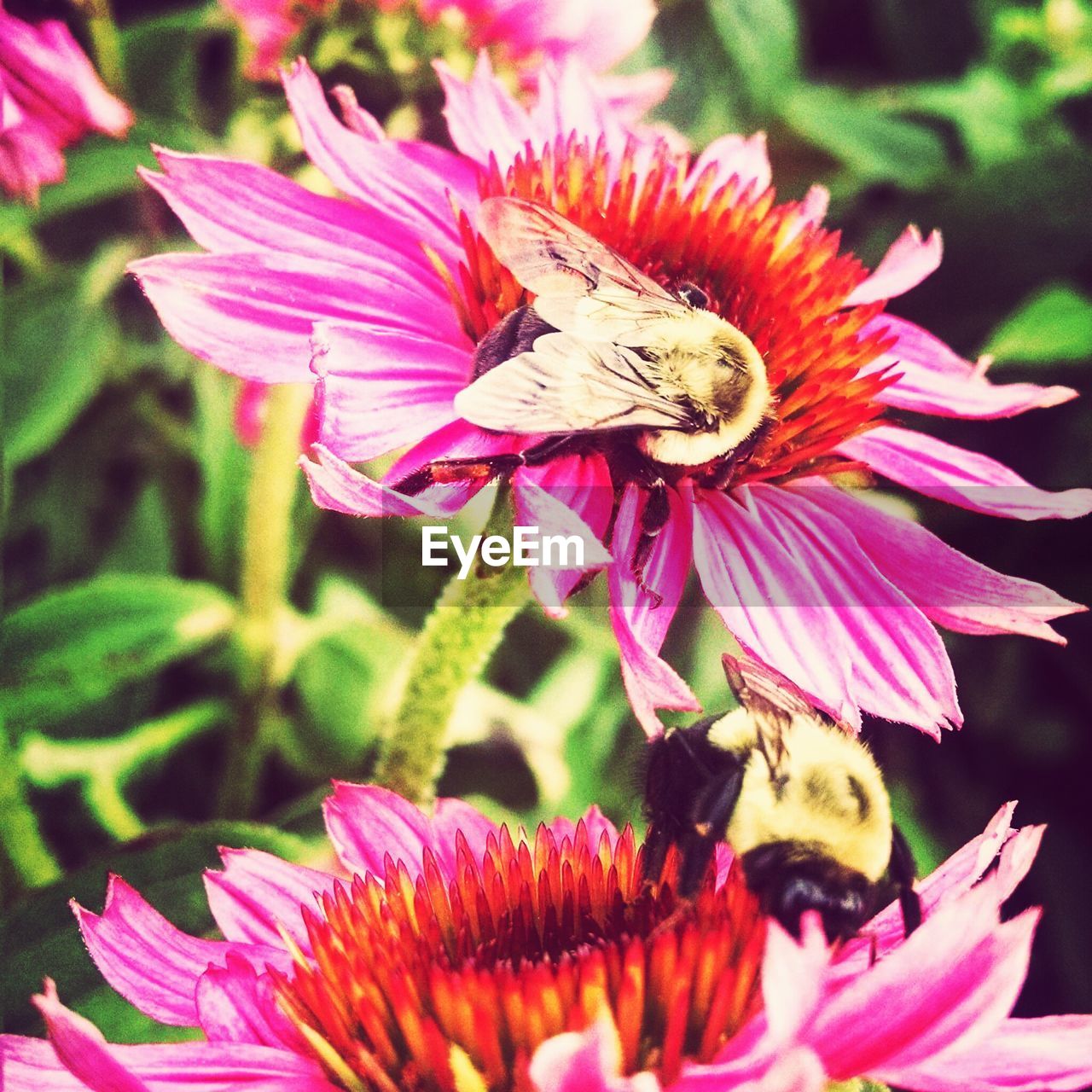 HONEY BEE POLLINATING ON PINK FLOWER