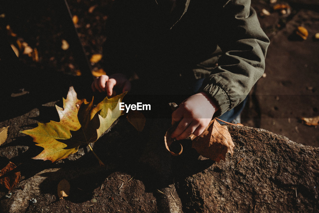 Midsection of man picking maple leaves during autumn