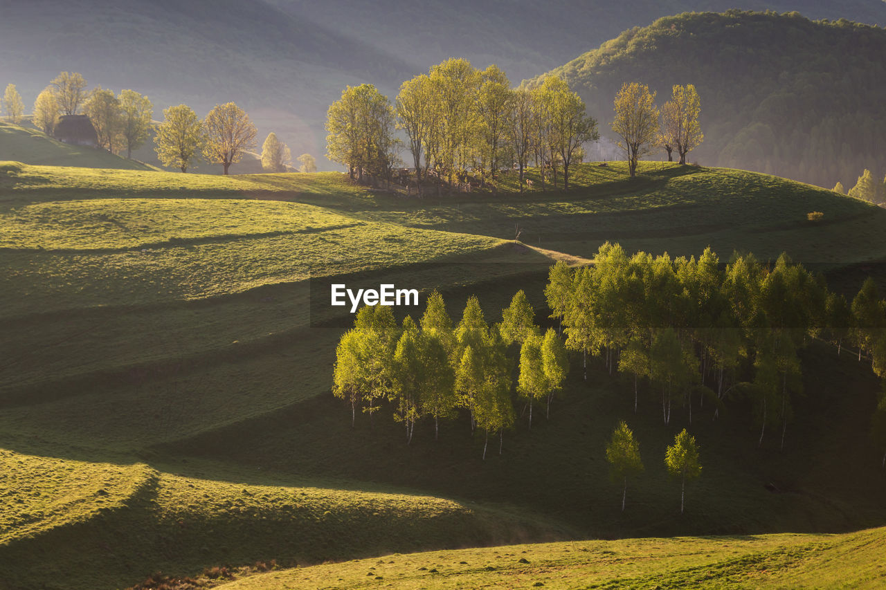 Scenic view of agricultural field