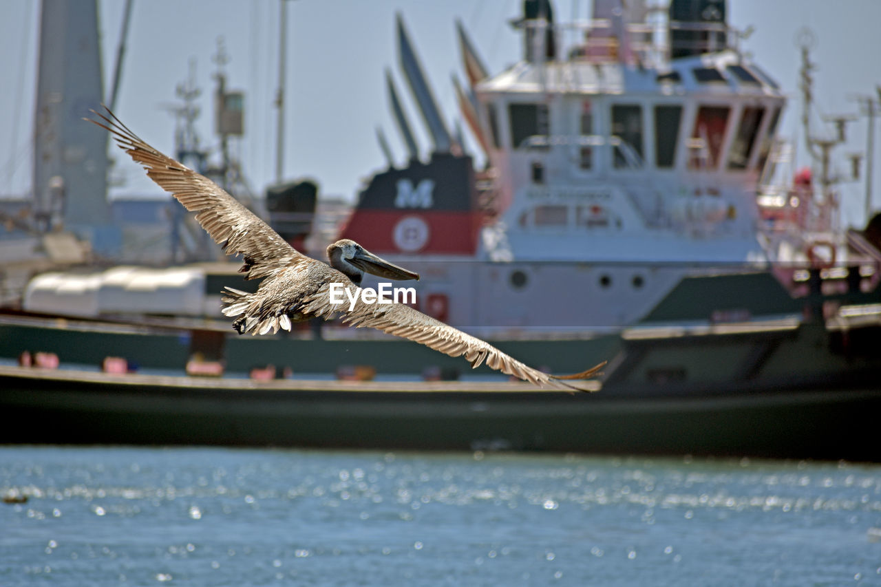 BIRD FLYING OVER SEA