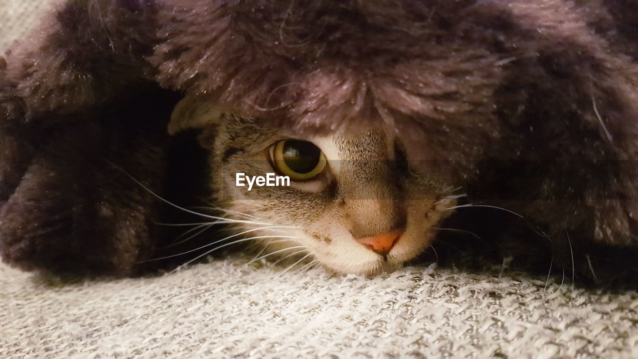 CLOSE-UP PORTRAIT OF CAT IN MOUTH