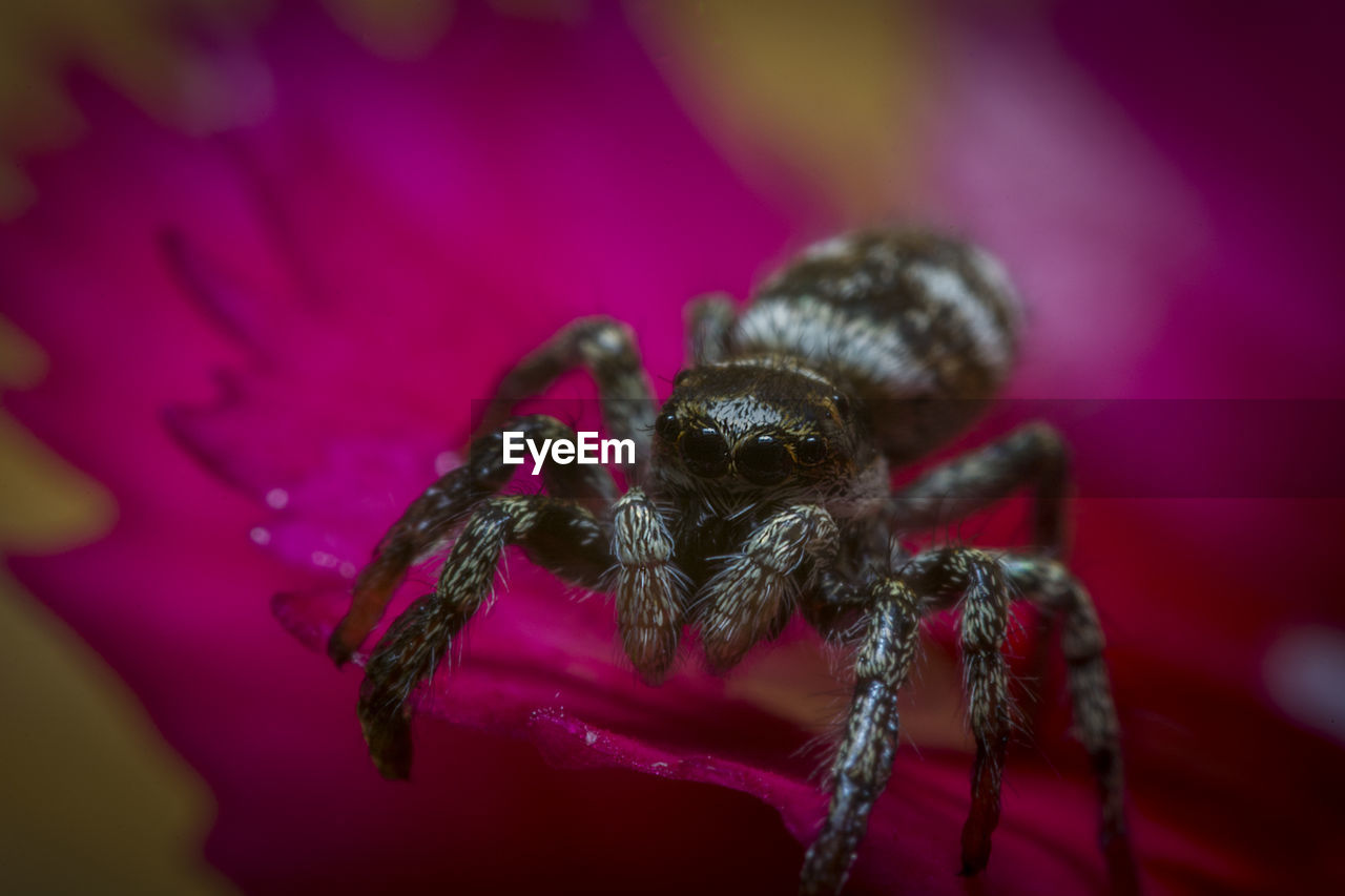 CLOSE-UP OF SPIDER ON A LEAF